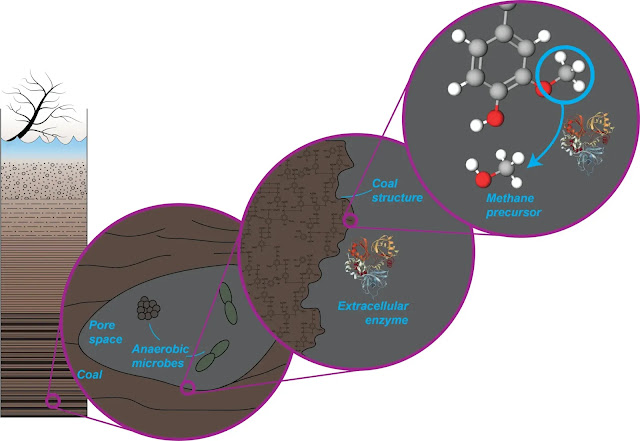 Proceso que utilizan los microbios para crear una molécula precursora del metano a partir del carbón. Los microbios anaeróbicos viven en los espacios de los poros del carbón. Producen enzimas que excretan en el espacio poroso sobre la estructura del carbón. Esa enzima rompe un grupo metoxilo para producir una molécula precursora de metano. Crédito: Max Lloyd, Penn State