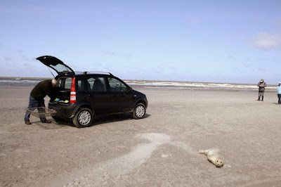 Seehund am Ordinger Strand