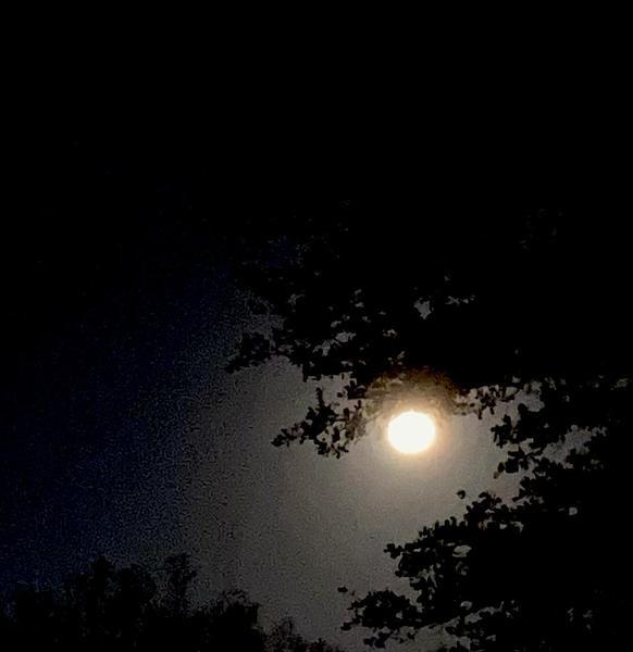 Moonlit Morning at ISKCON Austin