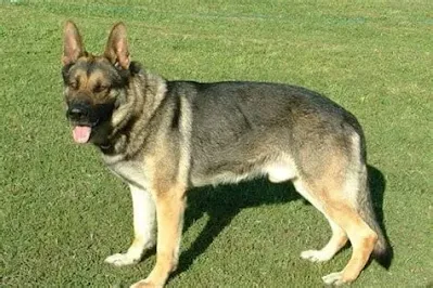 History of the Dark Sable German Shepherd:
