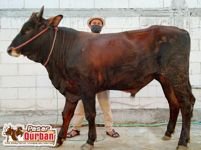 Kambing Qurban 2022 Surabaya