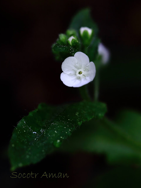 Omphalodes japonica