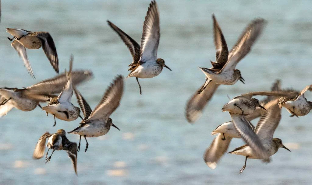 Flying Dunlin in Carse Bay