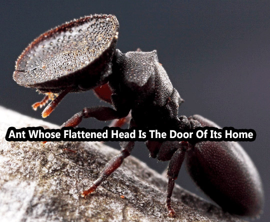 Ant Whose Flattened Head Is The Door Of Its Home