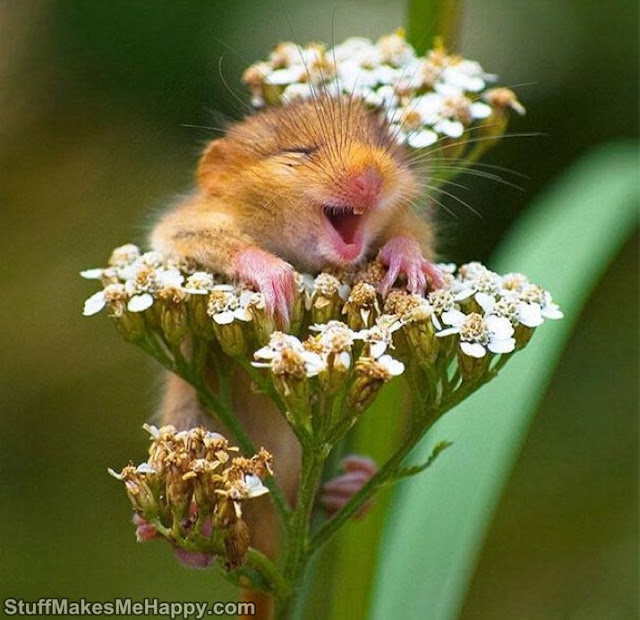 Smiling Animals Face Images That Will Instantly Make You Smile