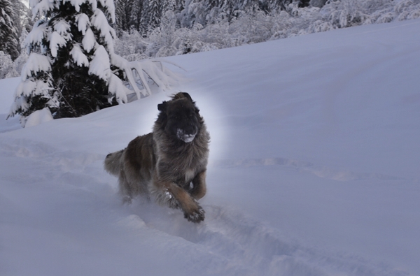 leonberger