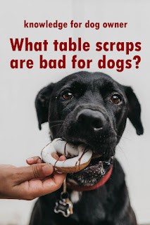 Avoid Table Scraps in Your Dog's Diet
