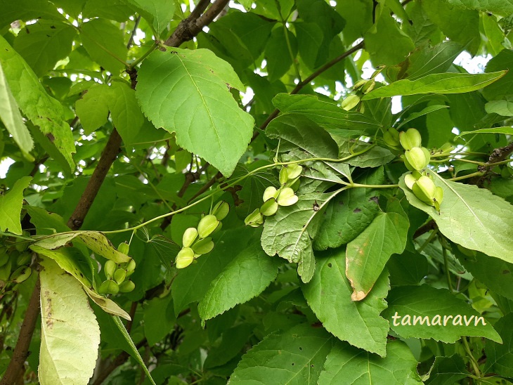 Диоскорея ниппонская (Dioscorea nipponica)