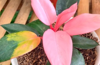 Cara Merawat Philodendron Pink Princess