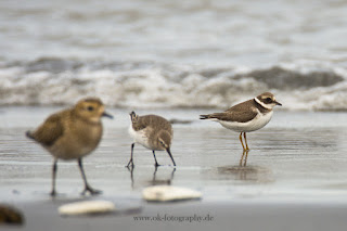 Wildlifefotografie Helgoland Düne Sandregenpfeifer