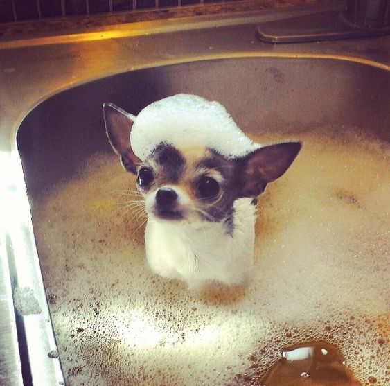 Bañar cachorros Chihuahuas