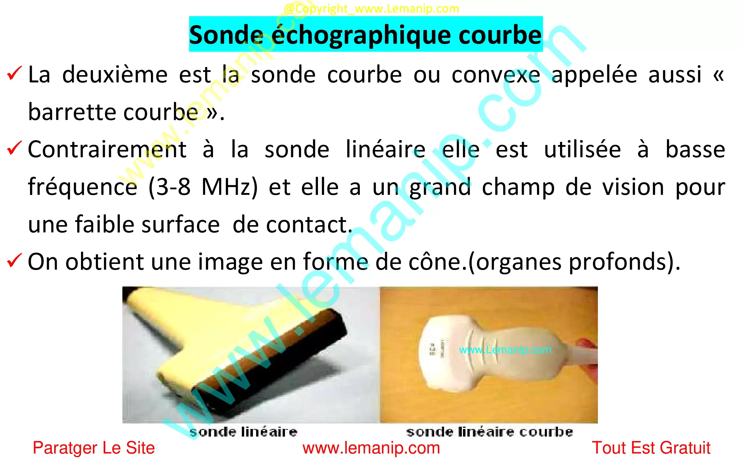 Sonde échographique courbe