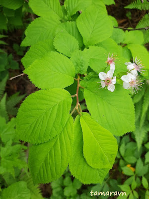 Вишня Максимовича / Черёмуха Максимовича (Cerasus maximowiczii, =Prunus maximowiczii, =Padus maximowiczii)