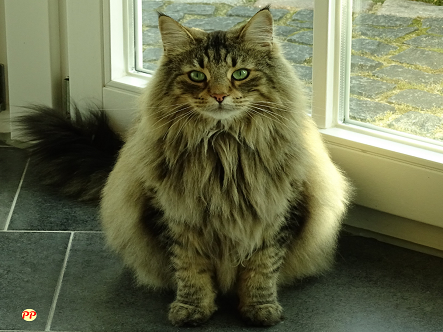 Info Terbaru Harga Kucing Hutan Norwegia Kitten (Anakan) & Dewasa per Ekor