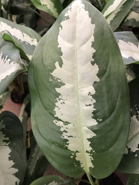 plant leaf AGLAONEMA PATAYA