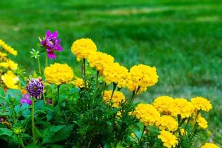 फूलों का  महत्व तो सभी जानते है. अगर हम गंभीरता से विचार करें तो हमें पता चलेगा की फूल हमें हंसाने-मुस्कुराने और जीवन  जीने की कला भी सिखाते है.