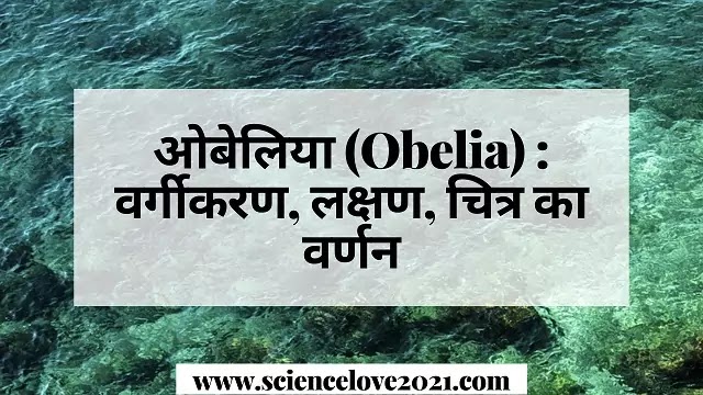 ओबेलिया (Obelia) : वर्गीकरण, लक्षण, चित्र का वर्णन|hindi