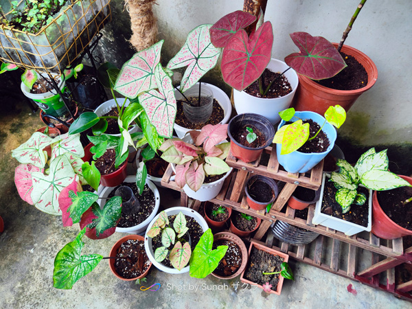 Kebun Ciksun Dari Dulu Sampai Sekarang