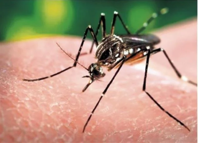 El dengue ataca; piden llevar a los niños al hospital desde que presenten fiebre