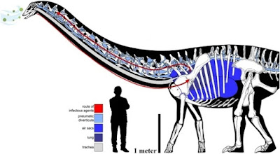 Bukti Penyakit Mirip Flu Ditemukan pada Dinosaurus Sauropoda