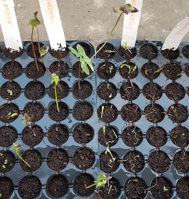 Weak and Slack Seedlings