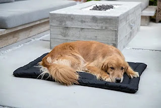 The Best Dog Bed For Chewers In 2023 - Universe For Pets