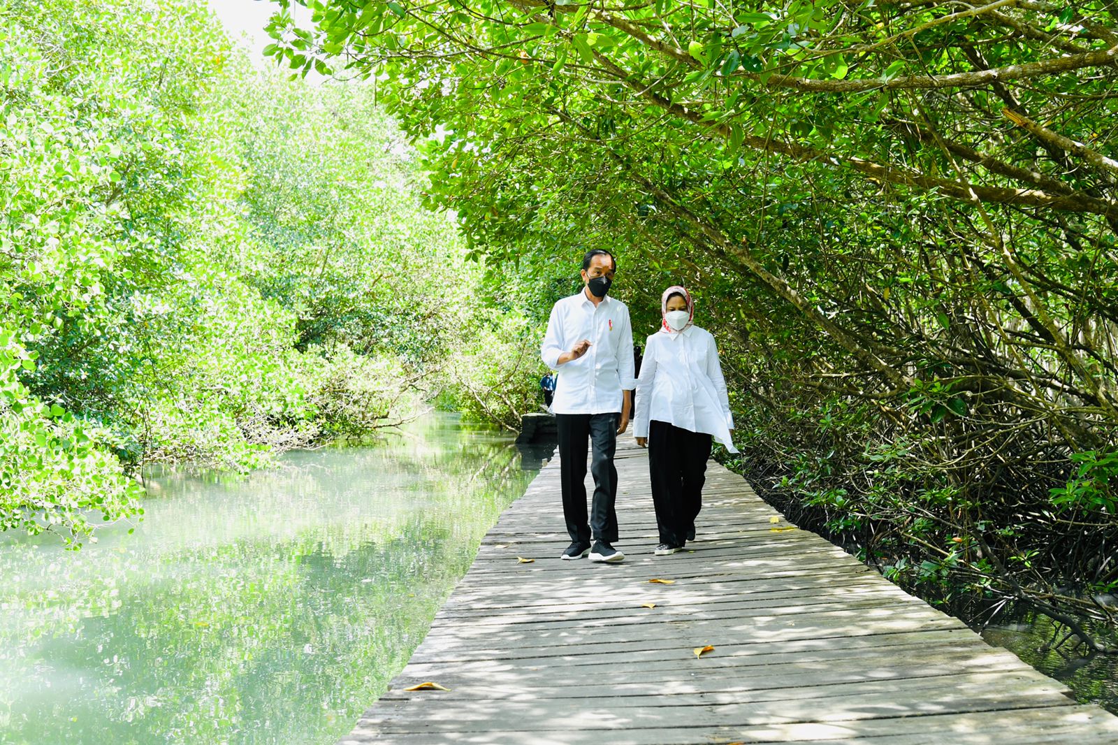 Presiden Jokowi Tinjau Hutan Mangrove Multi Usaha di Bali