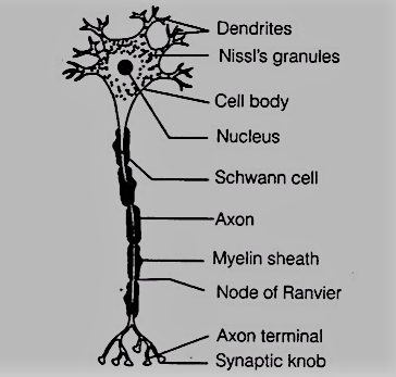 Neuron (Structural and Functional Unit of Neural System)