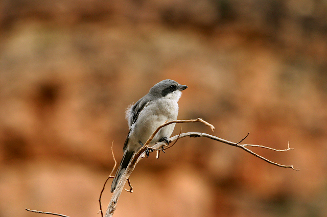 Loggerhead shrike in the Grand Canyon