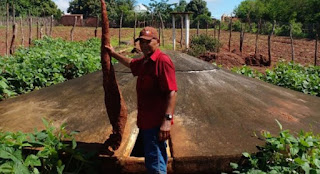Agricultor cearense colhe mandioca de 1,68m em Ararendá