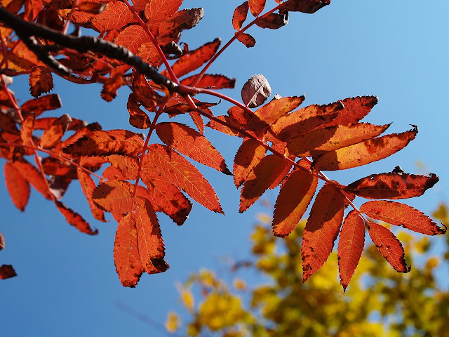 Рябина смешанная (Sorbus commixta)