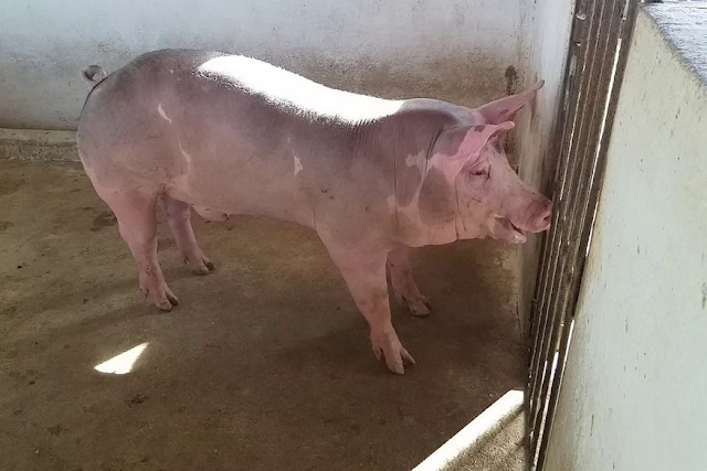 Ataque de porco deixa homem com perna dilacerada na Paraíba; vítima passa por cirurgia e segue internada