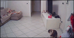Xmas cat GIF • Security footage shows a naughty cat knocking over Christmas tree, haha caught in the act! [gif-ok-cats.com]