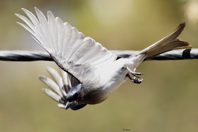 White-bellied Drongo