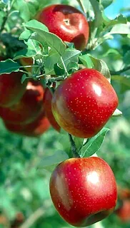 Apple hd image download