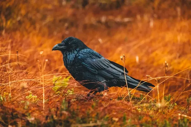 Ravens were visible basically everywhere during Poe's lifetime due to the prevalence of agriculture as the main industry
