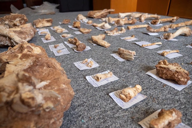Μεγάλος αριθμός απολιθωμένων οστών ταυτοποιούνται στα εργαστήρια