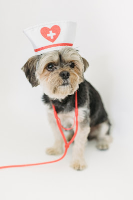 8 Things You Didn't Know About Pet Healthcare