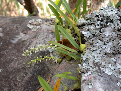 Bulbophyllum parviflorum - The Small Flowered Bulbophyllum care