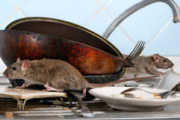 7 Cara Mengusir Tikus di Dapur Rumah