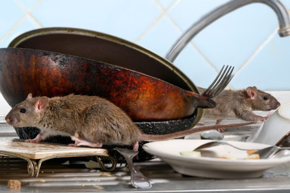 Cara Mengusir Tikus di Dapur Rumah