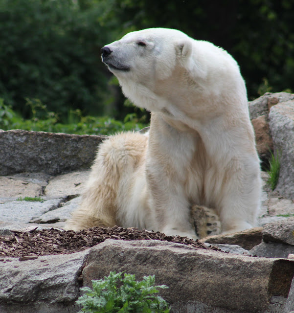 Jebbie the grizzly bear 'very happy' at wildlife sanctuary, Detroit Zoo  says 