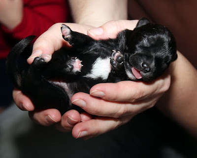 When Can You Handle Newborn Puppies ?