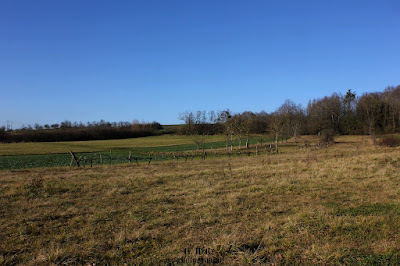 le circuit de l'arbre éléphant