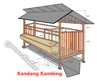Gambar Kandang Kambing