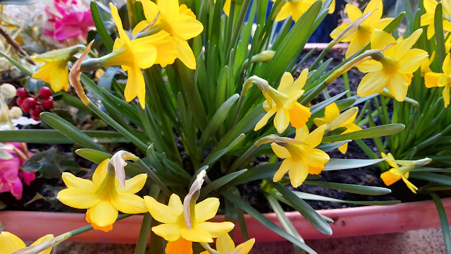 Narcisos Tête à Tête (Narcissus spp.).