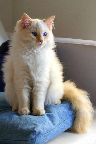 Ragdoll is one of the cutest cats in the world.