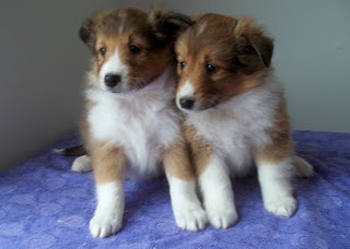 Some Loyal Sheltie Puppies from the Past