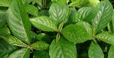 Menjaga Kesehatan Ginjal Secara Alami dengan Resep Herbal JSR