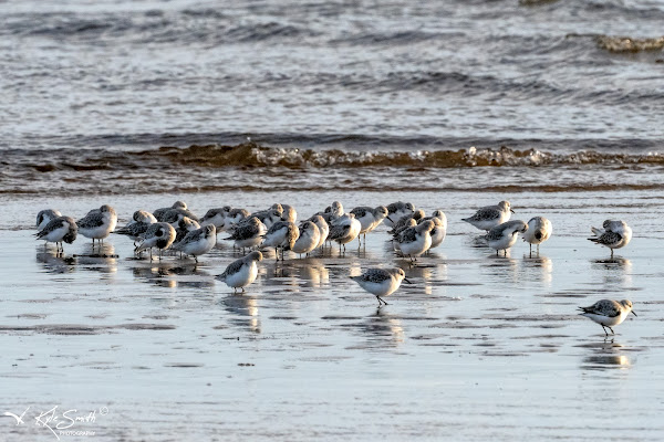 Sanderling